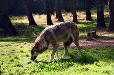 Wolf-144.jpg